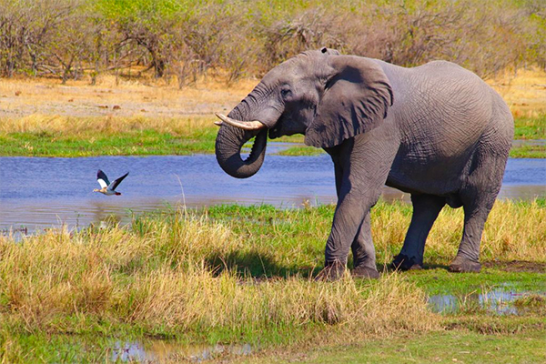 Informing Energy and Conservation in Angola’s Cubango-Okavango River Basin